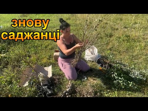 Видео: Посадка нових саджанців смородини, порічки