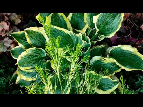 Видео: Стан саду на кінець вересня. Розпаковка нових рослинок :)