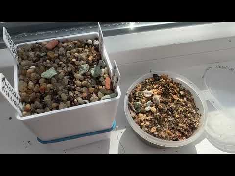 Видео: Сеянцы кактусов год спустя. Что у меня выросло ☺️#cactus #kaktus #succulent