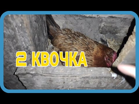 Видео: Тауык курык болып жатыр,кожектер