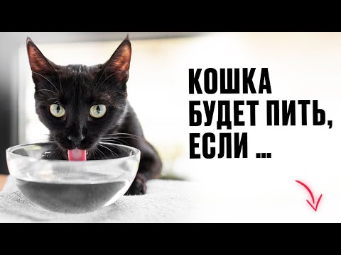 Видео: Как убедить кошку пить больше воды