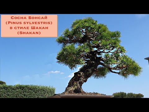 Видео: Сосна Бонсай в стиле Шакан (Shakan). Bonsai pine tree in Shakan style.