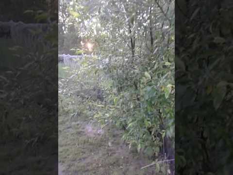 Видео: Какие бывают линии , селекции, породы уток