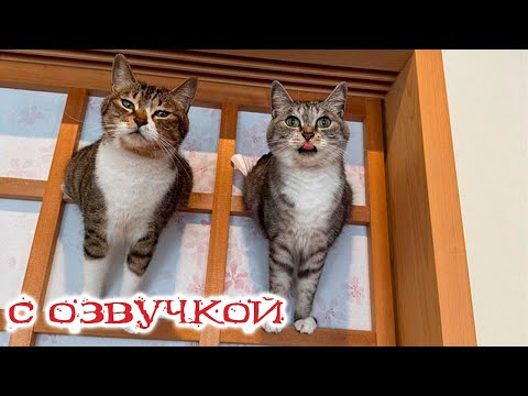 Видео: ПРИКОЛЫ С КОТАМИ! Смешные коты С ОЗВУЧКОЙ! СМЕШНОЕ ВИДЕО с животными!
