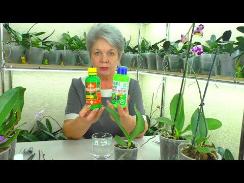 Видео: Орхидеи Уценки по 150 рублей. Обработка Зеленым мылом после покупки. Уход за УЦЕНЕННЫМИ Орхидеями.