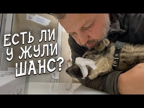 Видео: Спасение животных / Спинальница или нет? / Едем разбираться