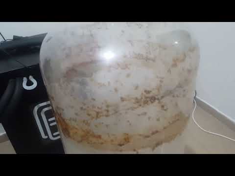 Видео: мойка кега корнелиус и fermzilla 55l