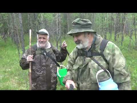 Видео: Легко ли угостить морошкой? Удора 2025г #1