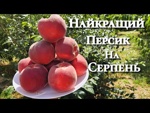 Видео: Те що треба мати в саду !!!! Персик Фіделія !!!!