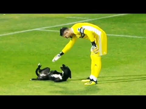 Видео: Самые смешные моменты с животными на футбольном поле