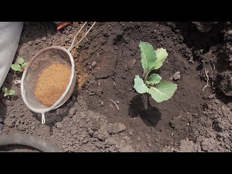 Видео: Чем отпугнуть насекомых вредителей от молодой капусты? Ольга Чернова.