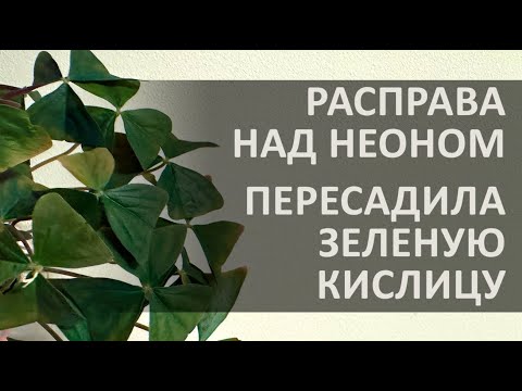 Видео: РАСПРАВА НАД НЕОНОМ | ПЕРЕСАДИЛА ЗЕЛЕНУЮ КИСЛИЦУ
