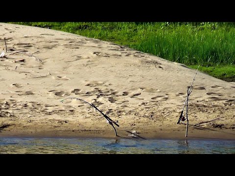 Видео: Соседи уплыли. Оставили удочки без присмотра.