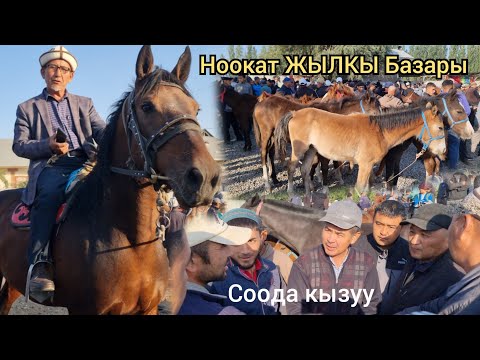 Видео: СООДА КЫЗУУ БОЛДУ  НООКАТ ЖЫЛКЫ БАЗАРДА