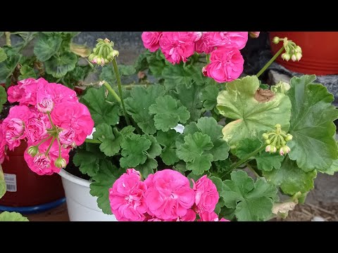 Видео: Живу в Сибири/ июль, обзор моих пеларгоний часть 2