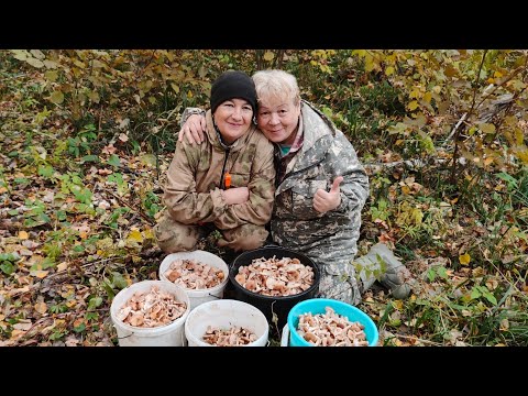 Видео: Жизнь в деревне 🏡//Собираем опята на продажу // кто ищет тот всегда найдёт//