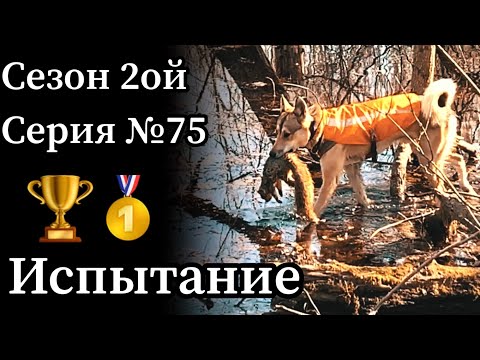 Видео: Первое официальное испытание охотничьих лаек в Америке. Как выступили мои собаки.