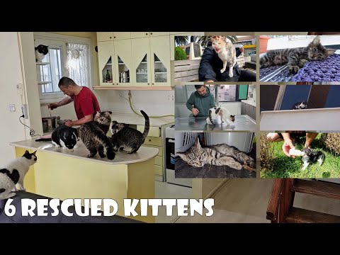 Видео: Я спас 6 котят, которых считали безнадежными, и дал им новую жизнь.