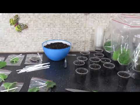 Видео: УКОРЕНЕНИЕ ФИАЛОК В ЖАРУ БЕЗ ОШИБОК