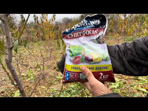 Видео: Осіння підкормка саджанців