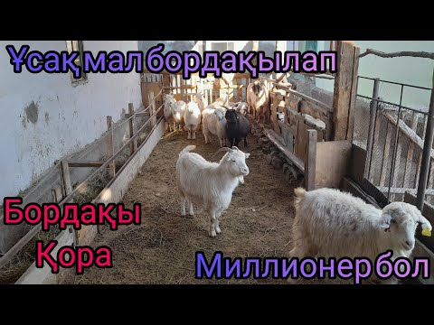 Видео: ҚОЙ ЕШКІ БОРДАҚЫЛАУҒА КЕРЕМЕТ ҚОРА.Ұсақ мал бордақылаудың қыр сырын біліп миллионер бол!