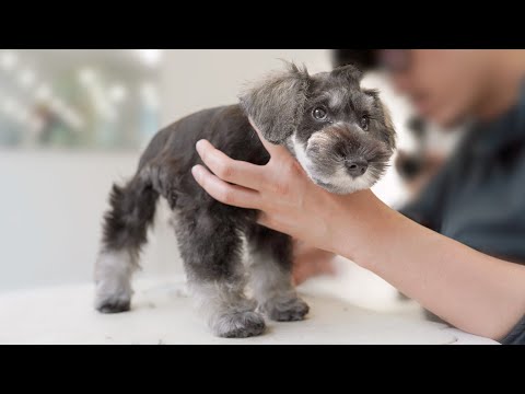 Видео: Шнауцерский Щенок Первый Груминг.