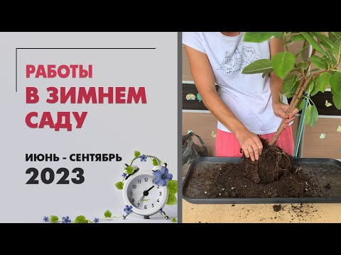 Видео: Работы в зимнем саду. Июнь 23 - сентябрь 23. Эуфорбия, мирты, хойи, фикусы, папоротники и другое