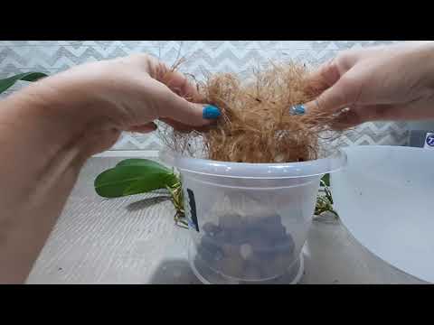 Видео: Продолжаем использовать кокосовое волокно. Групповая посадка орхидей Sogo Yukidian.