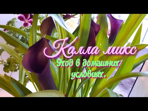 Видео: Калла микс.Цветок Калла в горшке.Уход в домашних условиях.