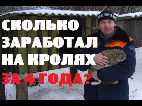 Видео: Мой заработок на кроликах за 4 года .