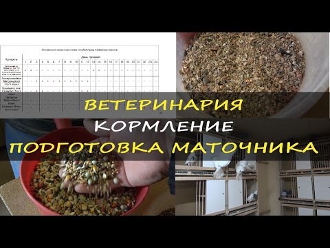 Видео: Подготовка к Племенному сезону