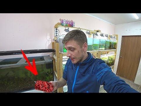 Видео: Кормление рыбок мотылем