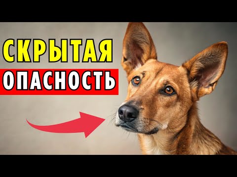 Видео: 🚨 РАССТРОЙСТВО пищевого поведения   ПРИЗНАКИ у собак