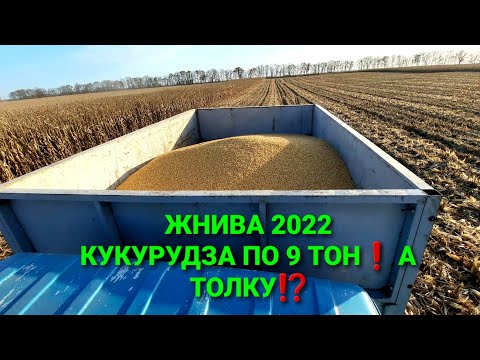 Видео: КУКУРУДЗА по 90 сипе👍, ЩО З НЕЮ РОБИТИ⁉️