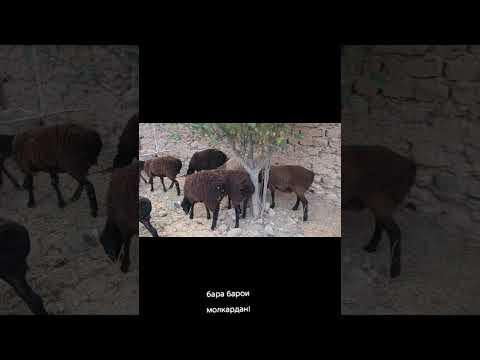 Видео: 9 ноября 2025 г.