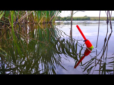 Видео: ОНИ ГНУТ УДОЧКУ И ОТРЫВЫАЮТ КРЮЧКИ! Рыбалка на карася в августе 2023.