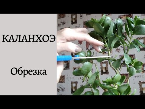 Видео: Обрезка каланхоэ. Омоложение и размножение. Часть 1.