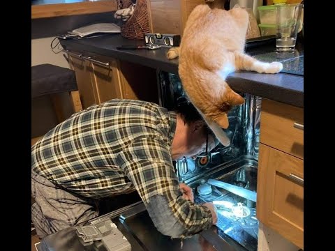 Видео: 😺 Коты умнее людей! 🐈 Смешные видео кошек и котят - улыбнитесь! 😻