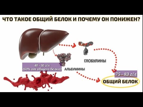 Видео: ОБЩИЙ БЕЛОК. АЛЬБУМИН. ГЛОБУЛИНЫ. ФИБРИНОГЕН. МОЧЕВИНА. БЕЛКОВЫЙ ОБМЕН ФУНКЦИИ БЕЛКОВ. АНАЛИЗЫ.