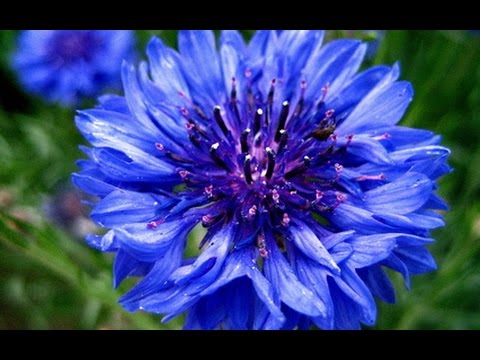 Видео: Якуб Колас "Крыніца"