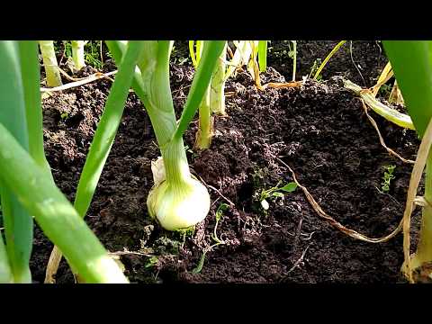 Видео: Последняя подкормка лука перед уборкой