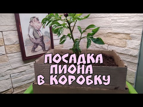 Видео: Посадка пиона в коробку.