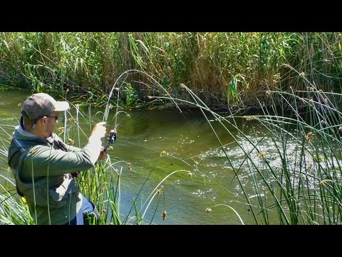 Видео: РЫБЫ не дают приманкам приземлиться! Страшный клёв на копию кузнечика