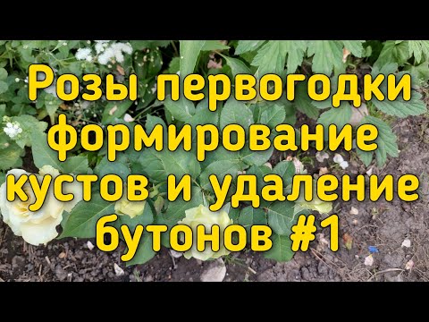 Видео: Чайногибридные Розы первогодки. Удаление бутонов , обрезка и формирование кустов. Ч#1