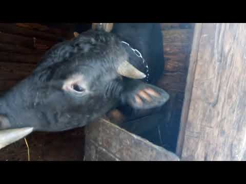 Видео: Быки, телята, привесы за месяц