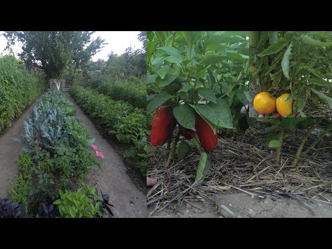 Видео: Обзор огорода! Мульчирование грядок соломой! Не рыхлю и меньше поливаю!Урожай отличный!