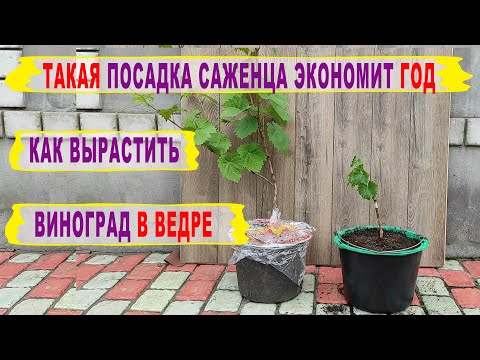 Видео: 🍇 Как получить УРОЖАЙ ВИНОГРАДА на год раньше. Как посадить и вырастить саженец в ведре.