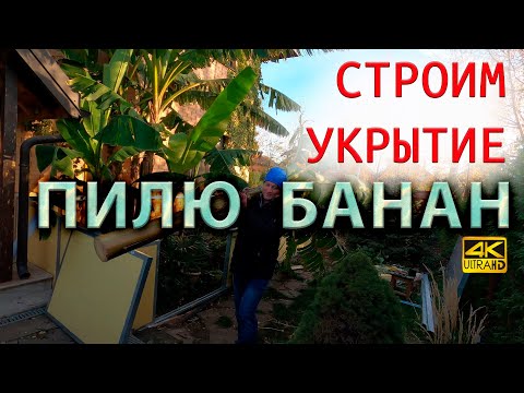 Видео: Строю укрытие на зиму тропической зоны. Пилю банан японский зимостойкий