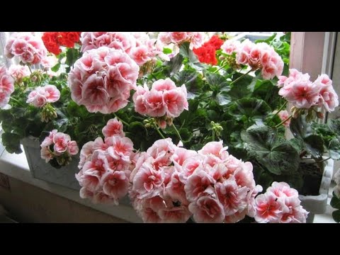 Видео: ГЕРАН ТЕЗ ВА ЧАМАН ГУЛЛАШИ УЧУН..... Герань, Китайская роза, Декабрист, Гардения, Гортензия, Азалия.