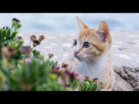 Видео: 🐱 Коллекция настоящей музыки для эффективного снятия стресса и глубокого сна для кошек, любимая ...